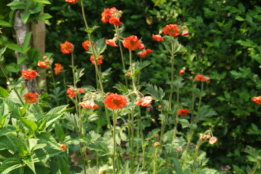 Geum chiloense 'Mrs. Bradshaw' bestellen